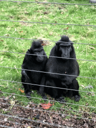 Sulawesi Crested Macaques at the Royal Artis Zoo