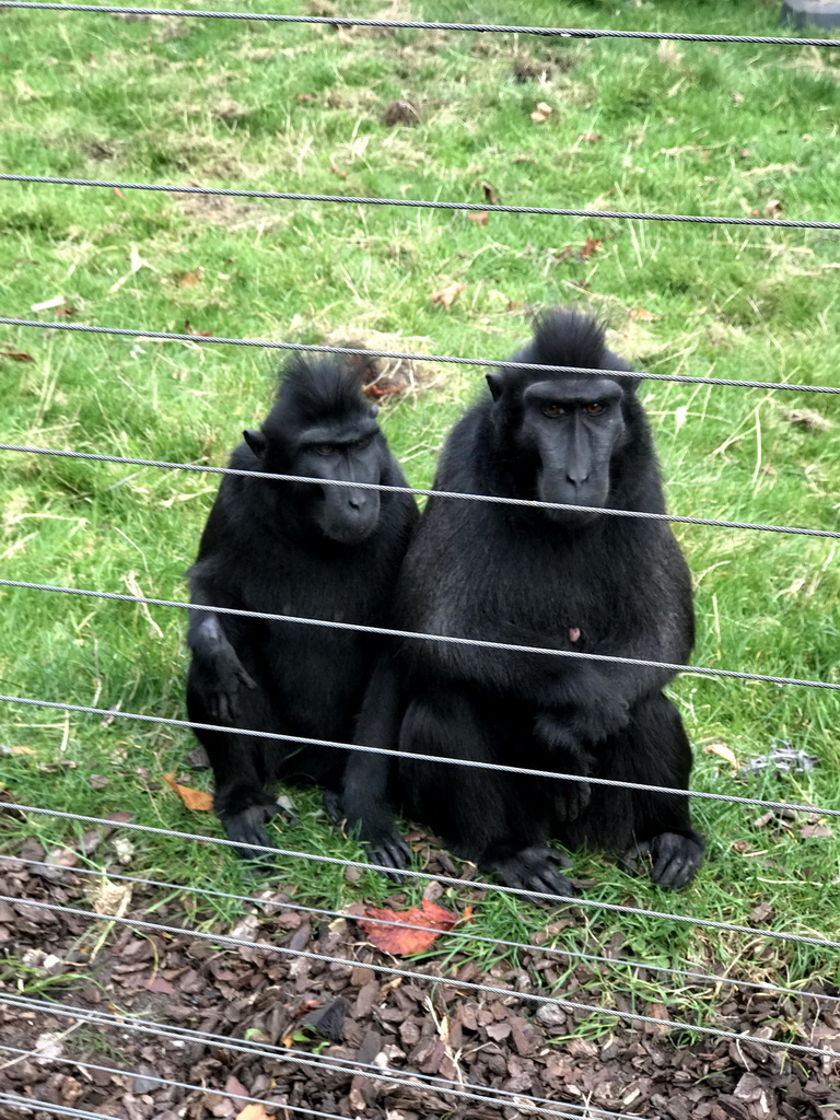 Sulawesi Crested Macaques at the Royal Artis Zoo