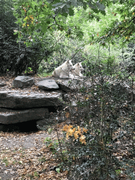 Arctic Wolves at the Royal Artis Zoo