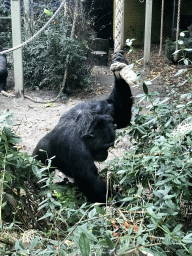 Chimpanzee at the Royal Artis Zoo