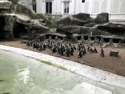 African Penguins at the Royal Artis Zoo