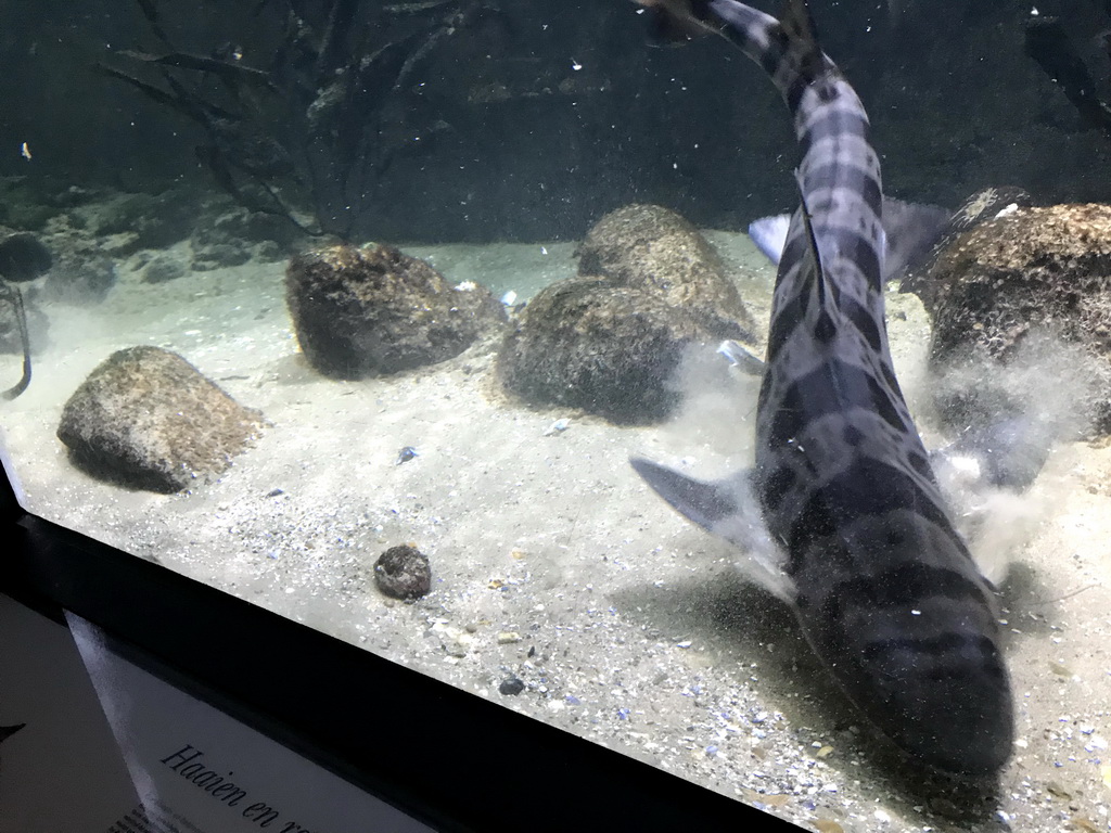 Leopard Shark at the Main Hall at the Upper Floor of the Aquarium at the Royal Artis Zoo