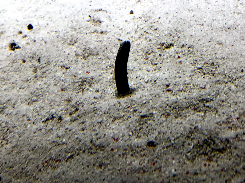 Spotted Garden-Eel at the Main Hall at the Upper Floor of the Aquarium at the Royal Artis Zoo
