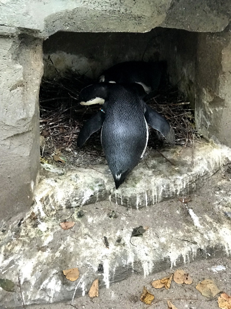 African Penguins at the Royal Artis Zoo