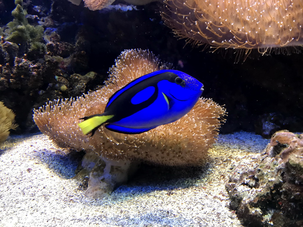 Blue Tang at the Lower Floor of the Aquarium at the Royal Artis Zoo