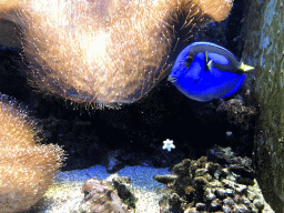 Blue Tang at the Lower Floor of the Aquarium at the Royal Artis Zoo