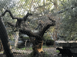 Jaguars at the Royal Artis Zoo