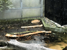 Coypu at the Royal Artis Zoo