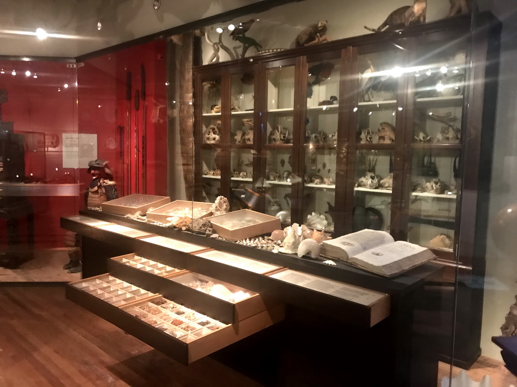 Cabinet with shells and skulls at the Southeast-Asia exhibition at the First Floor of the Tropenmuseum