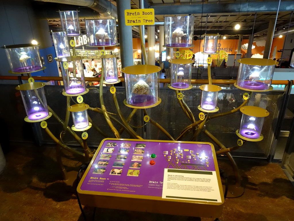 The Brain Tree at the Humania exhibition at the Fourth Floor of the NEMO Science Museum, with explanation