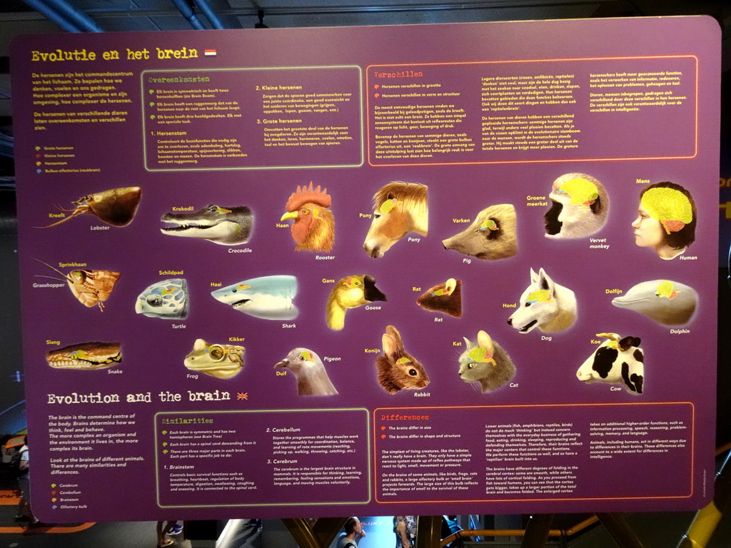 Information on evolution and the brain at the Humania exhibition at the Fourth Floor of the NEMO Science Museum