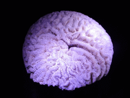 Coral at the Elementa exhibition at the Third Floor of the NEMO Science Museum