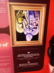 MRI scan of copulation at the sex exhibition at the Humania exhibition at the Fourth Floor of the NEMO Science Museum, with explanation