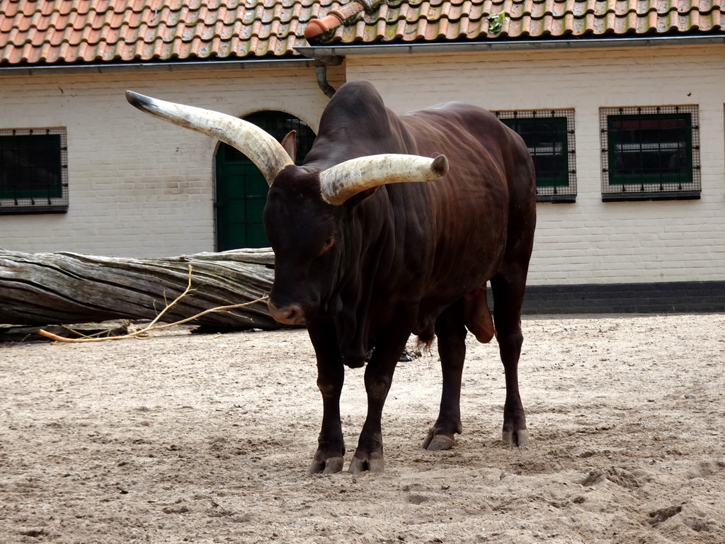 Ankole-Watusi Cattle at the Royal Artis Zoo