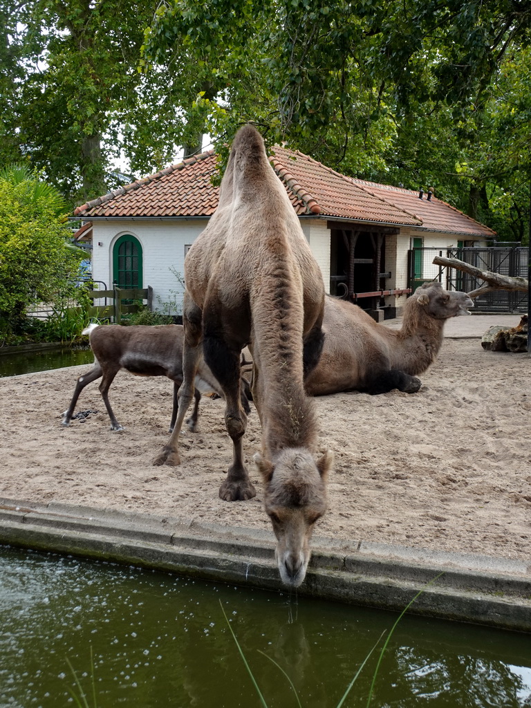 Camels and Deer at the Royal Artis Zoo