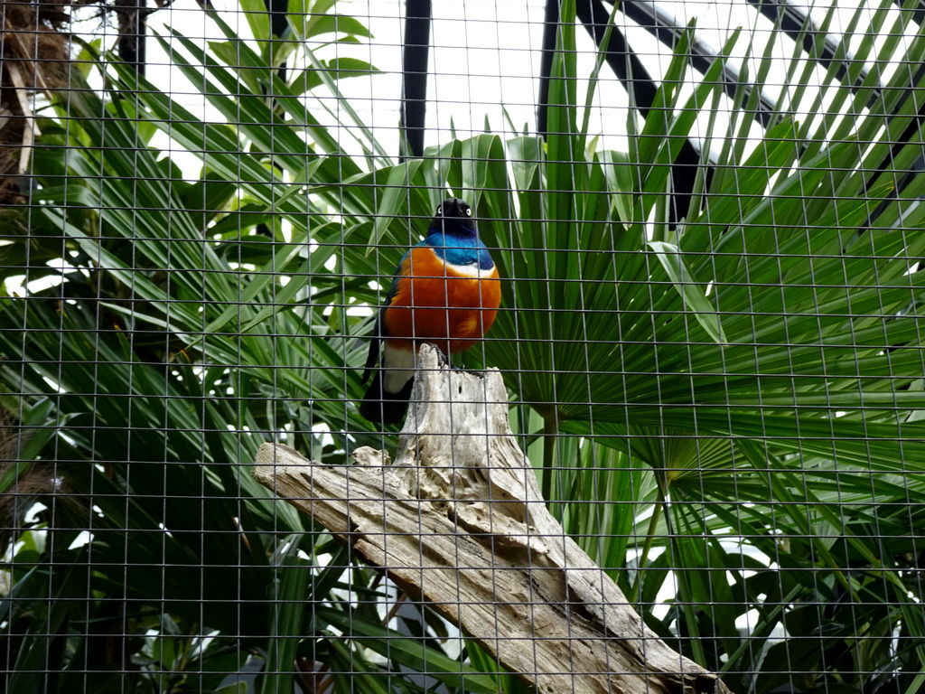 Superb Starling at the Royal Artis Zoo