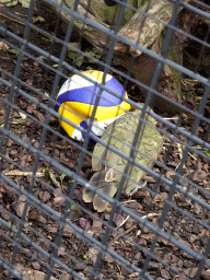 Kea playing with a ball at the Royal Artis Zoo