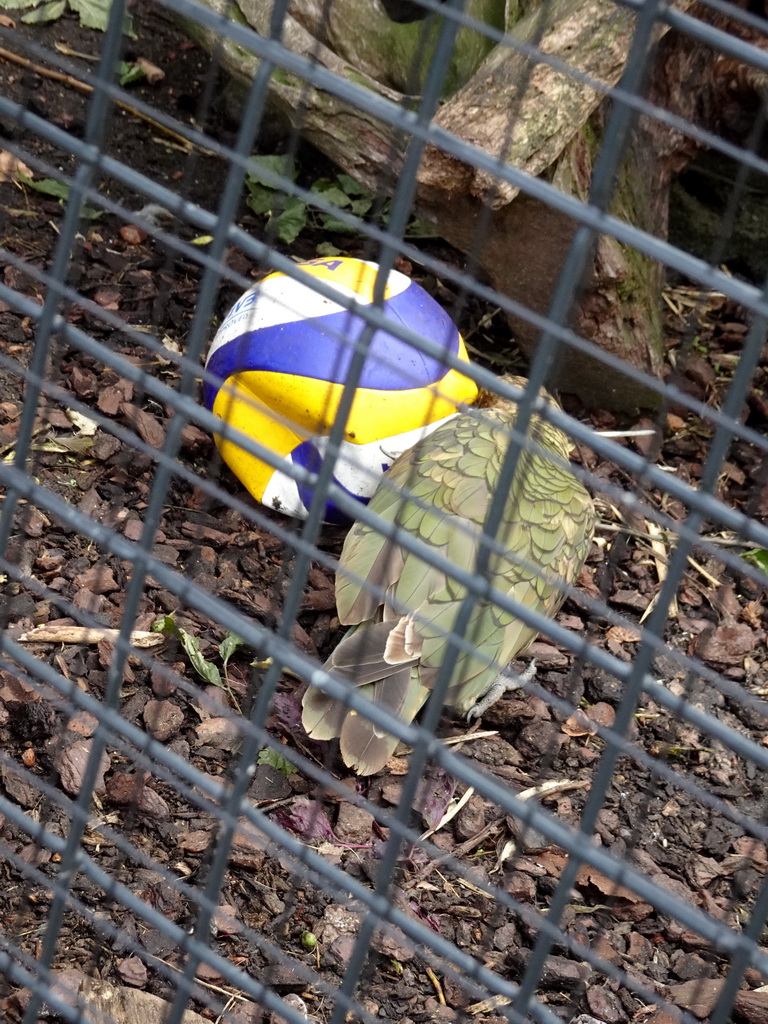 Kea playing with a ball at the Royal Artis Zoo