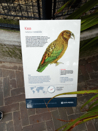 Explanation on the Kea at the Royal Artis Zoo