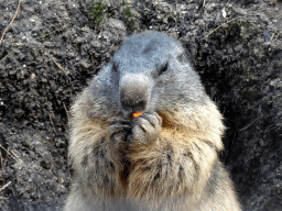 Alpine Marmot at the Royal Artis Zoo