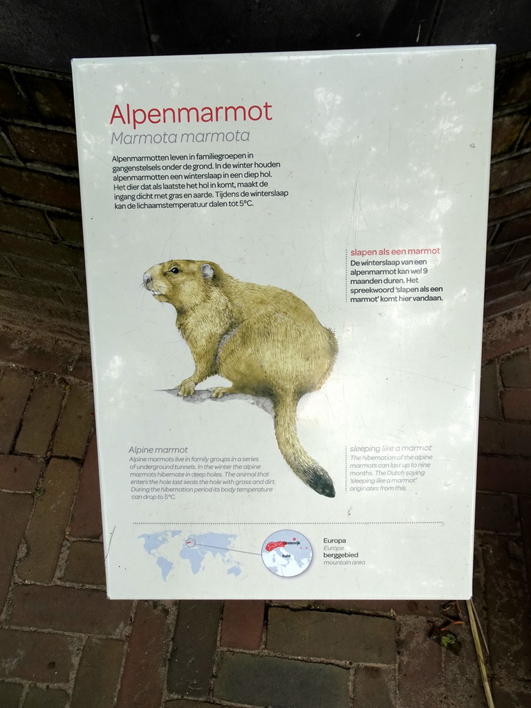 Explanation on the Alpine Marmot at the Royal Artis Zoo
