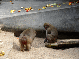 Japanese Macaques at the Royal Artis Zoo