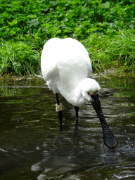 Eurasian Spoonbill at the Hollandse Polder aviary at the Royal Artis Zoo