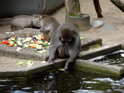 Japanese Macaques at the Royal Artis Zoo