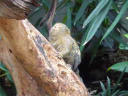 Pygmy Marmoset at the Forest House at the Royal Artis Zoo