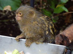 Pygmy Marmoset at the Forest House at the Royal Artis Zoo