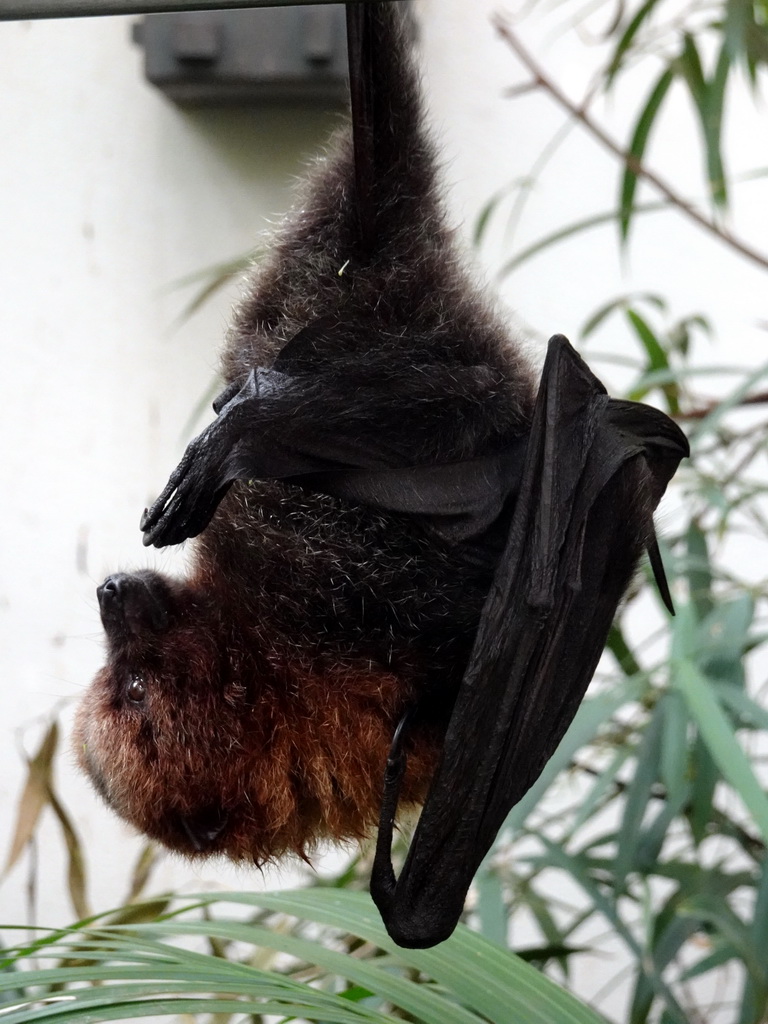 Rodrigues Flying Fox at the Forest House at the Royal Artis Zoo