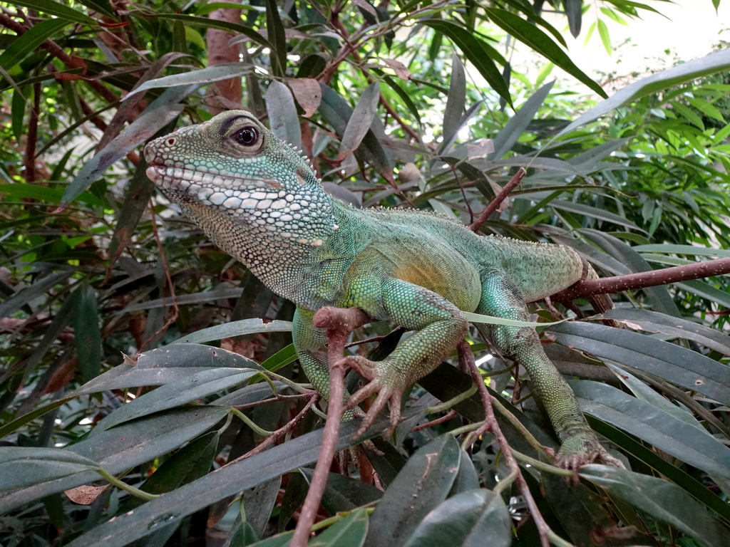 Lizard at the Forest House at the Royal Artis Zoo