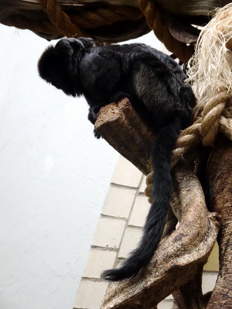 White-faced Saki at the Forest House at the Royal Artis Zoo