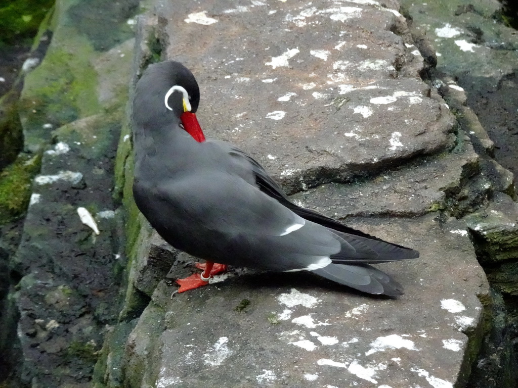 Inca Tern at the Bird House at the Royal Artis Zoo