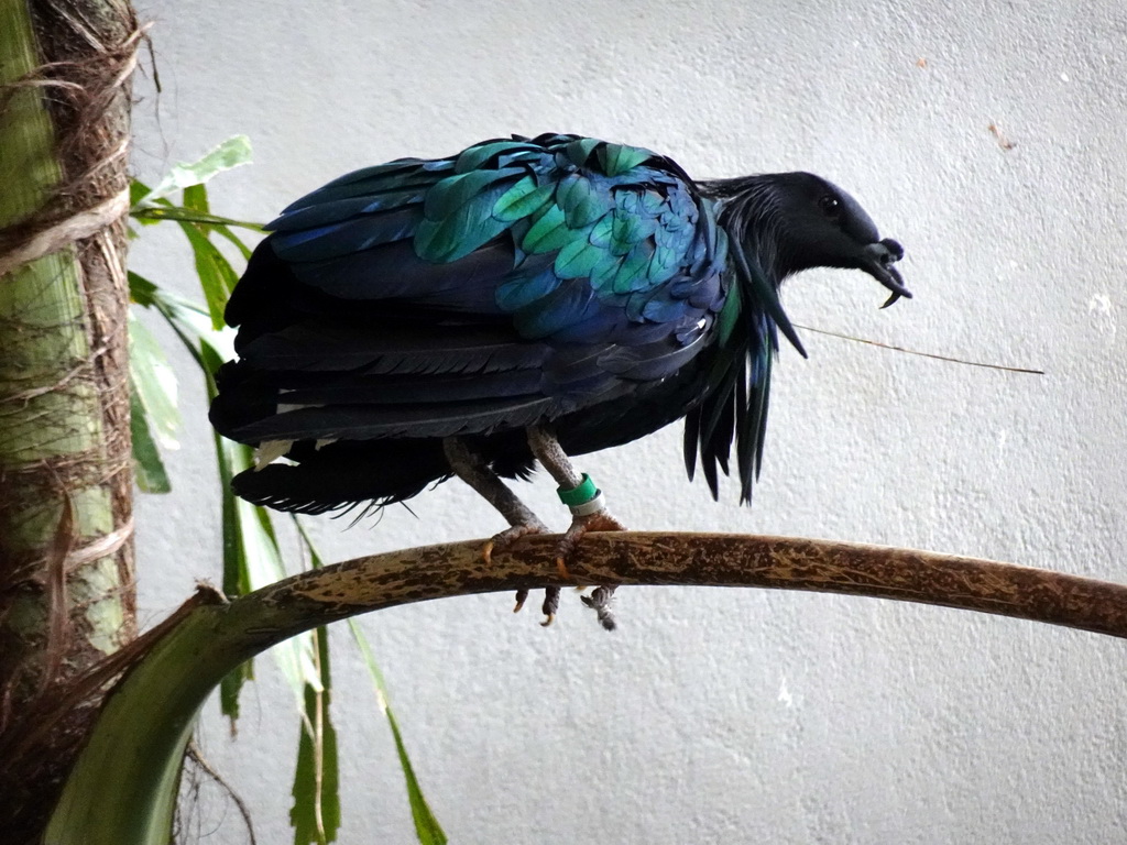 Bird at the Bird House at the Royal Artis Zoo