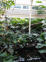 Interior of the Bird House at the Royal Artis Zoo