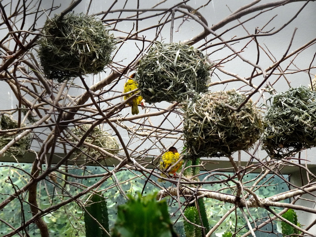 Black-headed Weavers at the Bird House at the Royal Artis Zoo