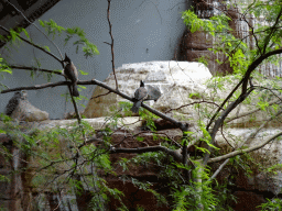 Burrowing Owl and other birds at the Bird House at the Royal Artis Zoo