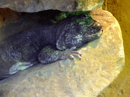 Chuckwalla at the Reptile House at the Royal Artis Zoo
