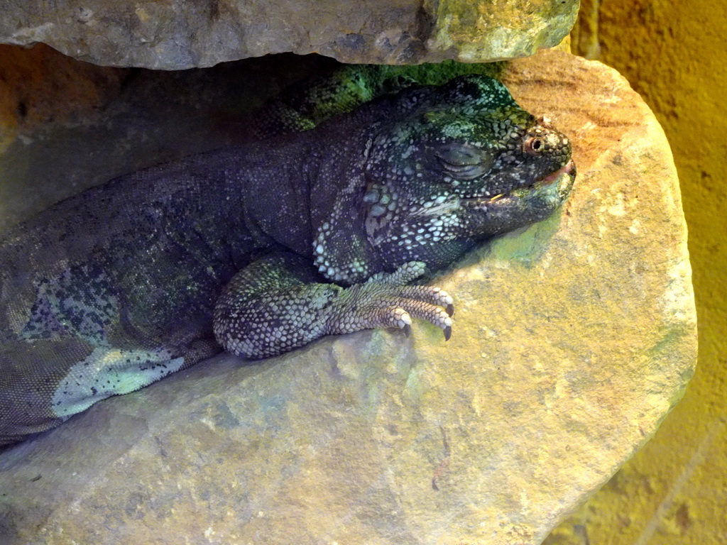 Chuckwalla at the Reptile House at the Royal Artis Zoo