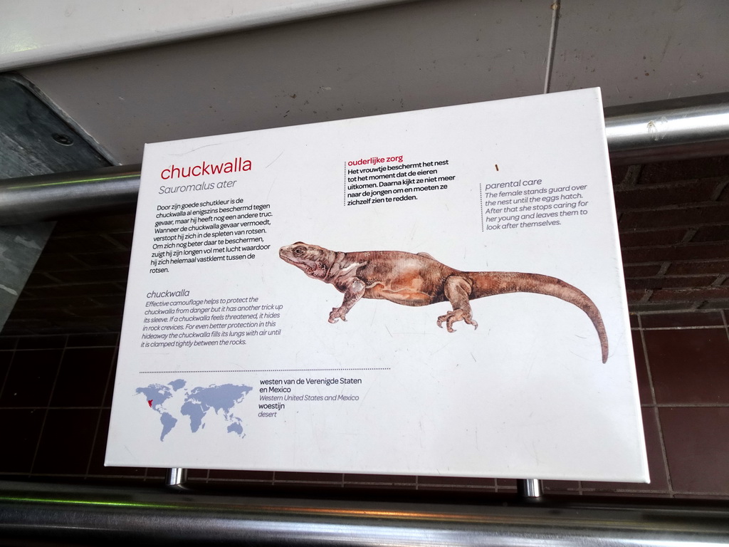 Explanation on the Chuckwalla at the Reptile House at the Royal Artis Zoo