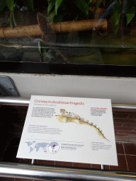 Chinese Crocodile Lizard at the Reptile House at the Royal Artis Zoo, with explanation