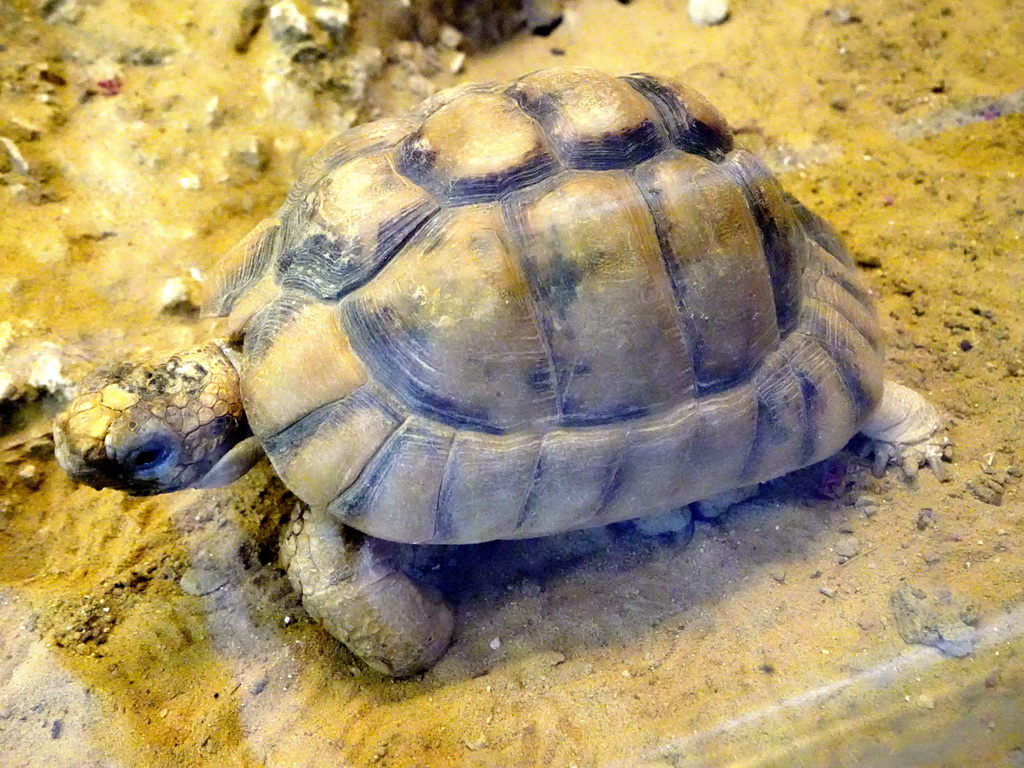 Egyptian Tortoise at the Reptile House at the Royal Artis Zoo