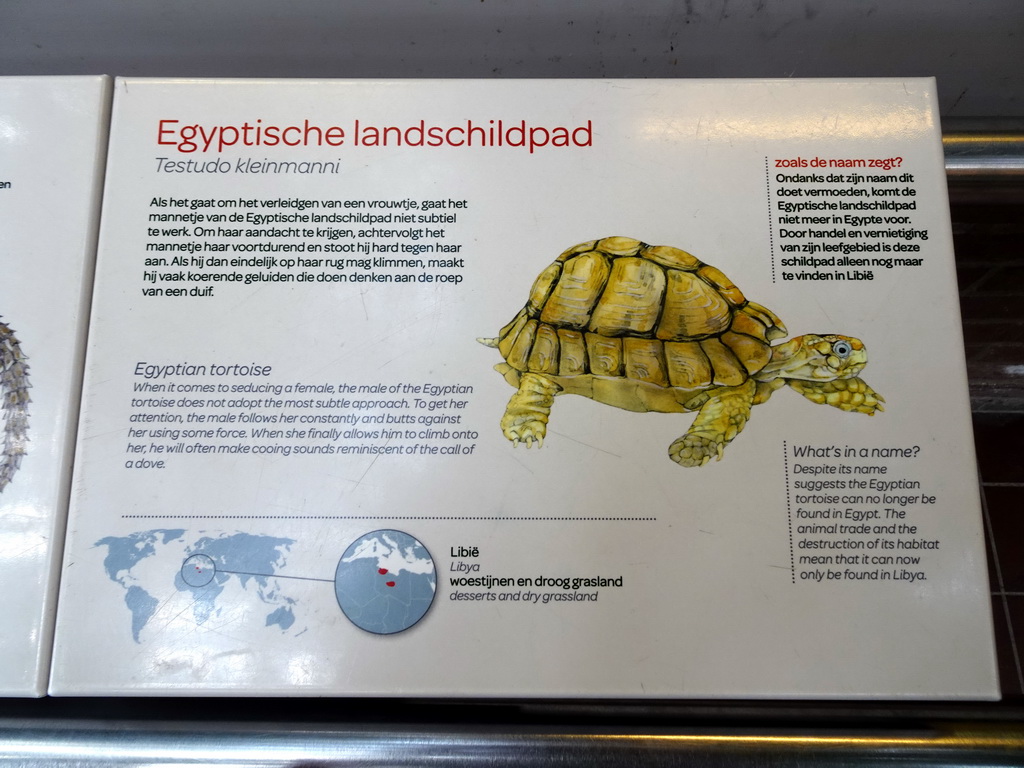 Explanation on the Egyptian Tortoise at the Reptile House at the Royal Artis Zoo