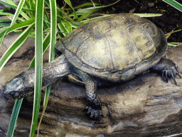 European Pond Turtle at the Reptile House at the Royal Artis Zoo