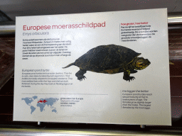 Explanation on the European Pond Turtle at the Reptile House at the Royal Artis Zoo