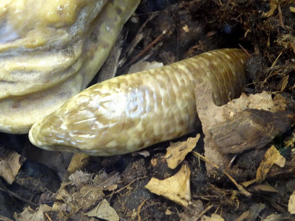 Glass Lizard at the Reptile House at the Royal Artis Zoo