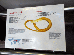 Explanation on the Glass Lizard at the Reptile House at the Royal Artis Zoo