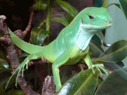 Fiji Banded Iguana at the Reptile House at the Royal Artis Zoo