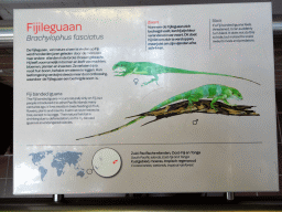 Explanation on the Fiji Banded Iguana at the Reptile House at the Royal Artis Zoo